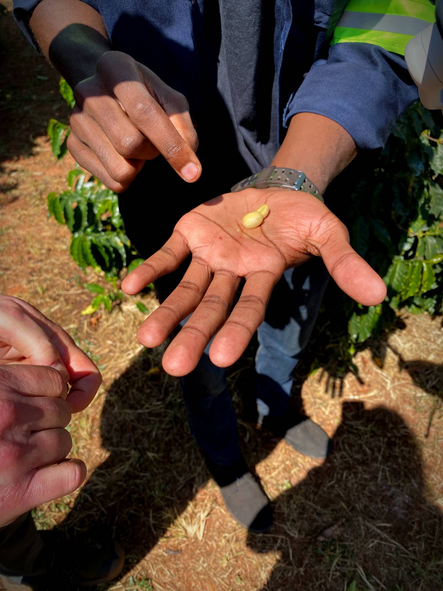 What they've been up to on the coffee farm