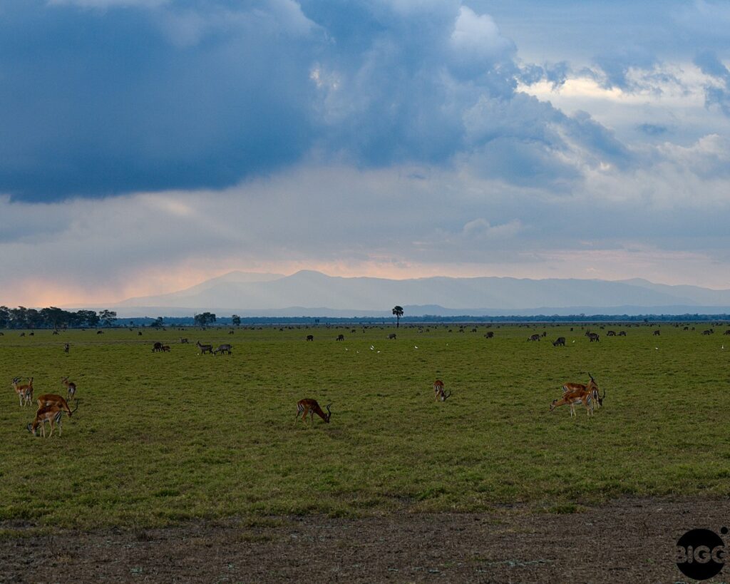 Going to Gorongosa